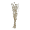 Dried Natural Lions Tail Bunch