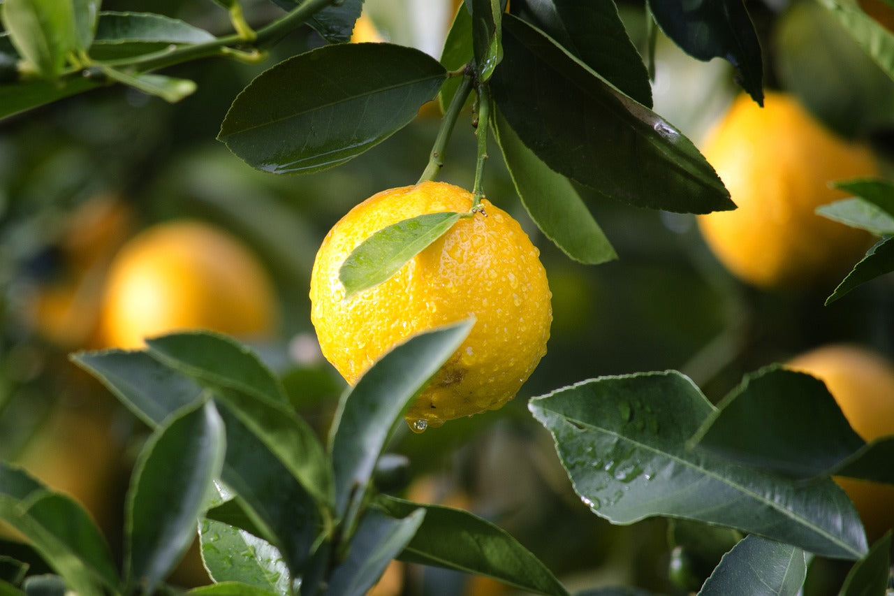 Meyer Lemon Tree – Live Citrus Fruit Tree for Home & Garden