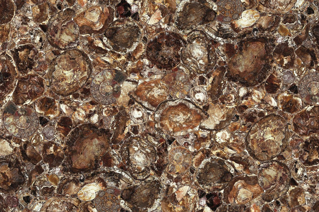 Brown Petrified Wood Precious Stone
