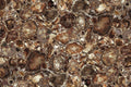 Brown Petrified Wood Precious Stone