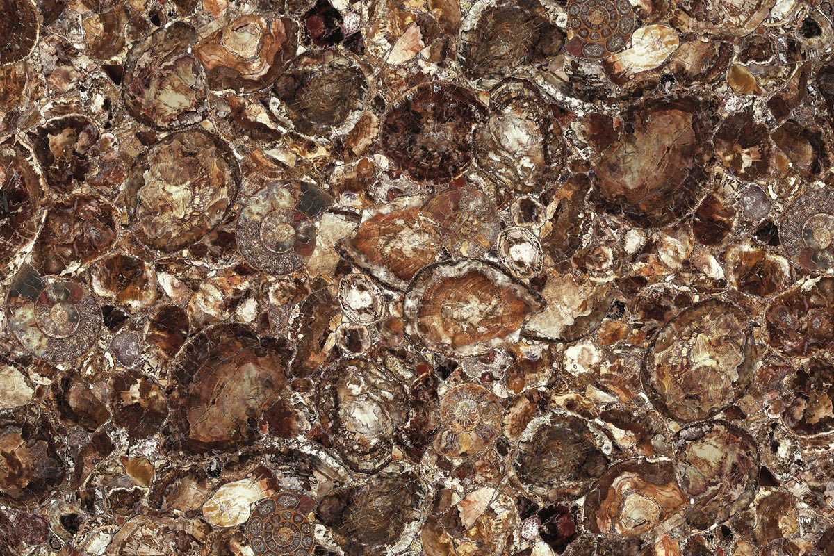 Brown Petrified Wood Precious Stone