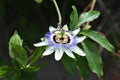 Passion Fruit Vine Plant – Exotic Tropical Climber for Garden & Patio