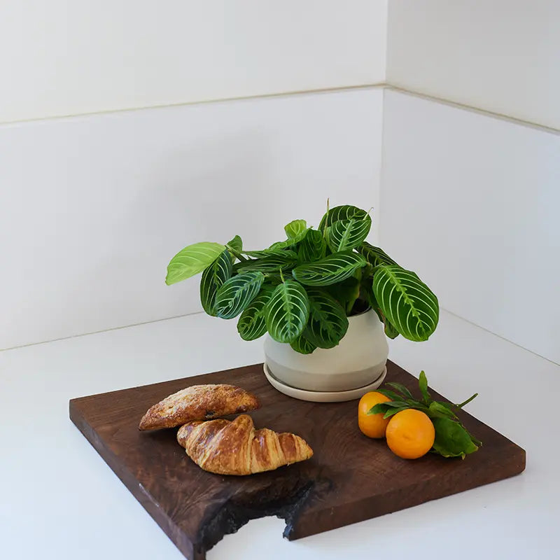 Rancho Planter