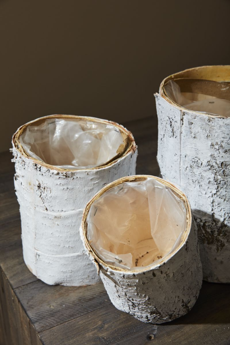 White Birch Cylinder